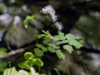 Thalictrum aquilegiifolium Skäralid, Klippan, Skåne, Sweden 20000603 007