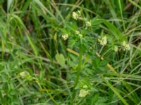 Thalictrum flavum Fuktängen, Toarp, Malmö, Skåne, Sweden 20240525_0130