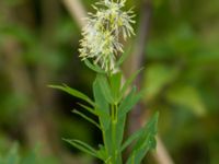 Thalictrum flavum Knösen, Falsterbohalvön, Vellinge, Skåne, Sweden 20160729_0150