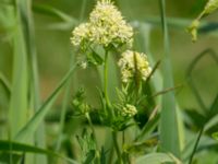 Thalictrum flavum Lilla Mölleberga, Malmö, Skåne, Sweden 20190620_0029