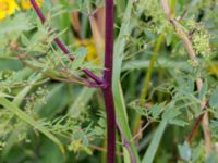 Thalictrum minus ssp. minus Klosterängshöjden, Lund, Skåne, Sweden 20170722_0025