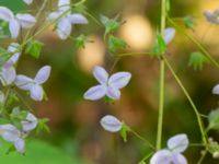 Thalictrum rochebruneanum Lilla Vittsjö, Vittsjö, Hässleholm, Skåne, Sweden 20230916_0112