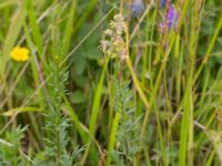 Thalictrum simplex ssp. simplex Bunkern, Tygelsjö ängar, Malmö, Skåne, Sweden 20150724_0050