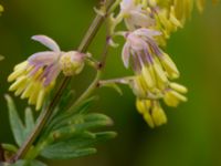 Thalictrum simplex ssp. simplex Bunkern, Tygelsjö ängar, Malmö, Skåne, Sweden 20150724_0074