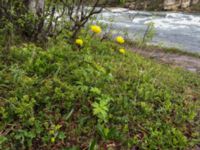 Trollius europaeus Abisko turiststation, Kiruna, Torne lappmark, Lappland, Sweden 20150707 IMG_2481