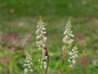 Reseda alba Blåsippegatan, Almåsa, Malmö, Skåne, Sweden 20200729_0082