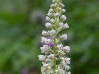 Reseda alba Blåsippegatan, Almåsa, Malmö, Skåne, Sweden 20200729_0084