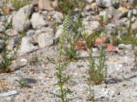 Reseda alba Borgeby reningsverk, Lomma, Skåne, Sweden 20190602_0248