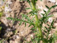 Reseda alba Borgeby reningsverk, Lomma, Skåne, Sweden 20190602_0249