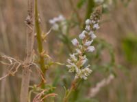 Reseda alba Borgeby, Kävlinge, Skåne, Sweden 20150830_0002