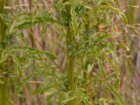 Reseda alba Borgeby, Kävlinge, Skåne, Sweden 20150830_0003