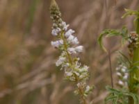 Reseda alba Borgeby, Kävlinge, Skåne, Sweden 20150830_0004