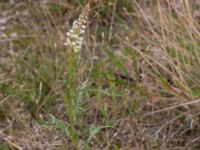 Reseda alba Borgeby, Kävlinge, Skåne, Sweden 20150830_0009