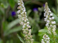 Reseda alba Svanetorpsvägen, Åkarp, Lomma, Skåne, Sweden 20160716_0052