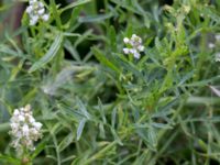 Reseda alba Svanetorpsvägen, Åkarp, Lomma, Skåne, Sweden 20160716_0053