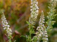 Reseda alba Svanetorpsvägen, Åkarp, Lomma, Skåne, Sweden 20160716_0055