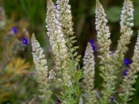 Reseda alba Svanetorpsvägen, Åkarp, Lomma, Skåne, Sweden 20160716_0056