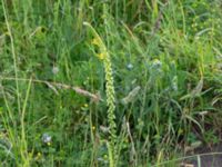 Reseda lutea Banvallen S handikappbadet, Ribersborg, Malmö, Skåne, Sweden 20170616_0021