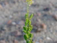 Reseda lutea Centralen, Malmö, Skåne, Sweden 20181020_0038