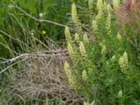 Reseda lutea Grodreservatet, Norra hamnen, Malmö, Skåne, Sweden 20150614_0130