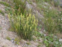 Reseda lutea Grodreservatet, Norra hamnen, Malmö, Skåne, Sweden 20150614_0151