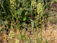 Reseda lutea Sege station, Burlöv, Skåne, Sweden 20160601_0043