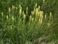 Reseda lutea Svanetorpsvägen, Åkarp, Lomma, Skåne, Sweden 20150603_0001