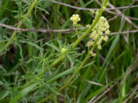 Reseda lutea Svanetorpsvägen, Åkarp, Lomma, Skåne, Sweden 20150603_0005