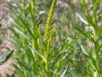 Reseda luteola Borgeby reningsverk, Lomma, Skåne, Sweden 20190602_0250