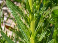 Reseda luteola Borgeby reningsverk, Lomma, Skåne, Sweden 20190602_0252