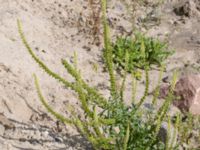 Reseda luteola Lindängelunds rekreationsområde, Malmö, Skåne, Sweden 20150829_0037