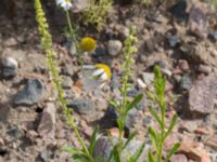 Reseda luteola Lindängelunds rekreationsområde, Malmö, Skåne, Sweden 20150829_0091