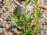 Reseda luteola Lindängelunds rekreationsområde, Malmö, Skåne, Sweden 20150829_0092