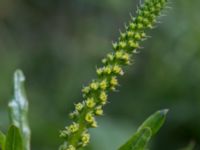 Reseda luteola Ridhuset, Klagshamns udde, Malmö, Skåne, Sweden 20150609_0017