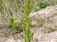 Reseda luteola Svanetorpsvägen, Åkarp, Lomma, Skåne, Sweden 20150528_0076