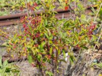 Malus toringo Lokstallarna, Malmö, Skåne, Sweden 20240803_0002