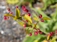 Malus toringo Lokstallarna, Malmö, Skåne, Sweden 20240803_0003