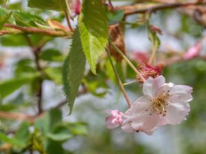 Prunus sargentii - Sargent's Cherry - Bergkörsbär