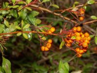 Pyracantha coccinea Ryttareby, Staffanstorp, Skåne, Sweden 20250126_0010