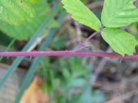 Rubus camptostachys Lokstallarna, Malmö, Skåne, Sweden 20240906_0005