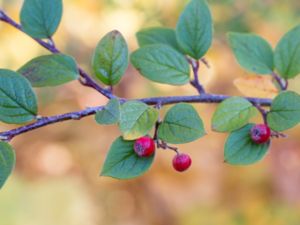 Cotoneaster dielsianus - Diels's Cotoneaster - Rosenoxbär