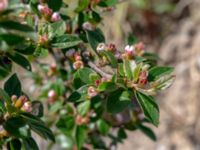 Cotoneaster dielsianus Borgeby reningsverk, Lomma, Skåne, Sweden 20190602_0253