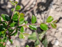 Cotoneaster dielsianus Borgeby reningsverk, Lomma, Skåne, Sweden 20190602_0255