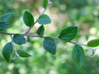 Cotoneaster dielsianus Grönskog, Borgholm, Öland, Sweden 20190525_0073