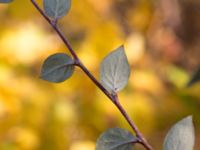 Cotoneaster dielsianus Limhamns kalkbrott, Malmö, Skåne, Sweden 20151025_0065