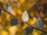 Cotoneaster dielsianus Limhamns kalkbrott, Malmö, Skåne, Sweden 20151025_0067