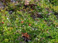 Cotoneaster dielsianus Limhamns kalkbrott, Malmö, Skåne, Sweden 20180901_0149