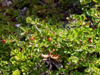 Cotoneaster dielsianus Limhamns kalkbrott, Malmö, Skåne, Sweden 20180901_0150