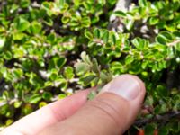 Cotoneaster dielsianus Limhamns kalkbrott, Malmö, Skåne, Sweden 20180901_0151