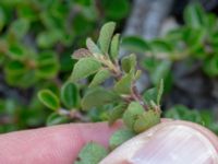 Cotoneaster dielsianus Limhamns kalkbrott, Malmö, Skåne, Sweden 20180901_0152